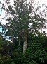 4.21- Un kauri majestueux